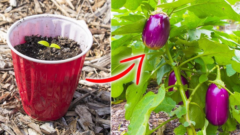 10 Tips for Starting Seeds