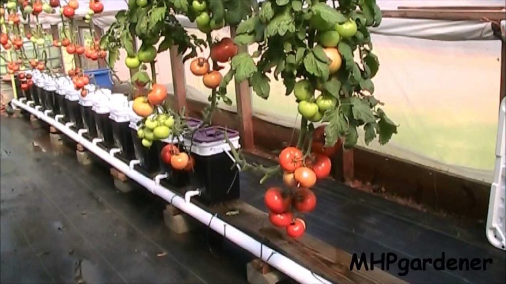 mhpgardener: Single Stem Tomato String Support and Outside Trellis Details Single Stem Tomato String Support and Outside Trellis Details