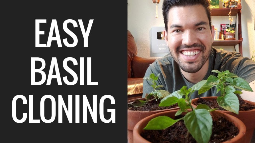 Propagating Basil: Grow an INFINITE Supply Forever