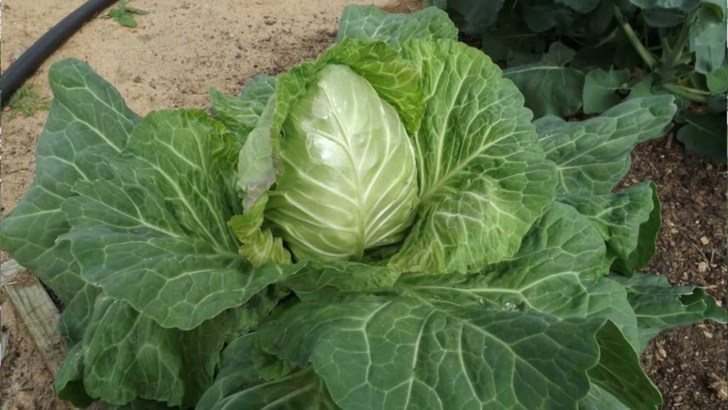 mhpgardener: Fall Garden and Hydroponic Cabbage Update Fall Garden and Hydroponic Cabbage Update