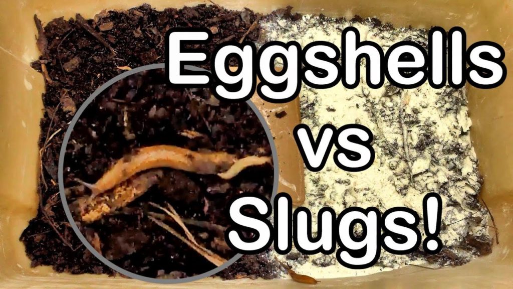 One Yard Revolution: Slug Wars Trilogy pt. III – Eggshells vs Slugs Slug Wars Trilogy pt. III - Eggshells vs Slugs