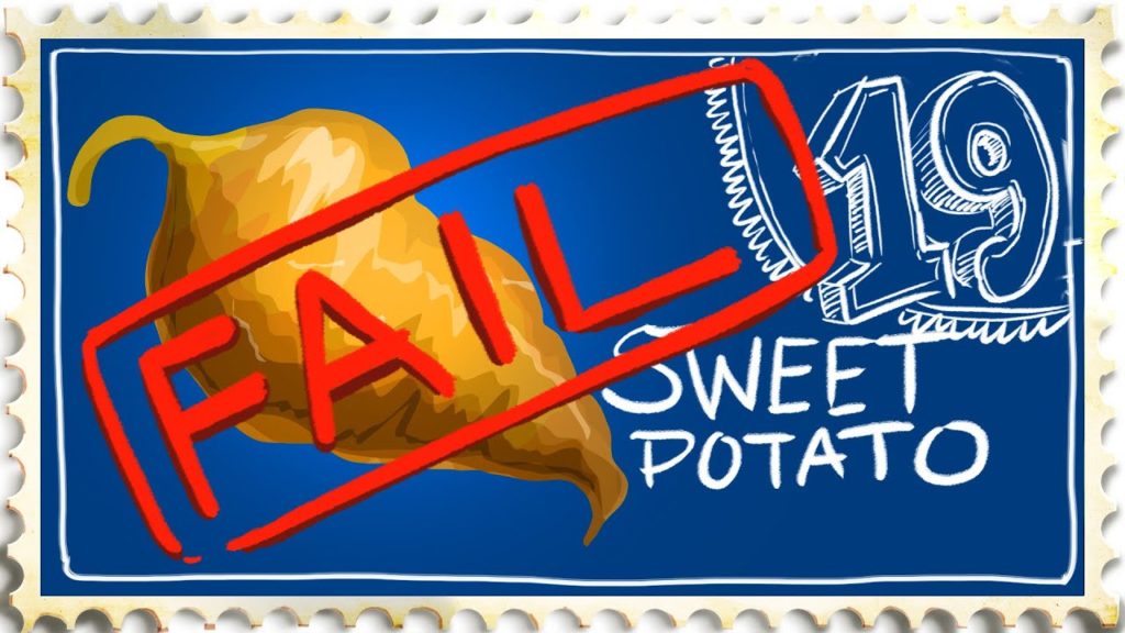 Siloé Oliveira: Growing Sweet Potato – FAIL – Suburban Homestead EP19 Growing Sweet Potato - FAIL - Suburban Homestead EP19