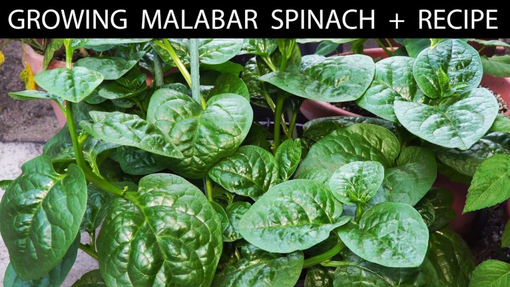 How To Grow Malabar Spinach + EZ Fritters Recipe