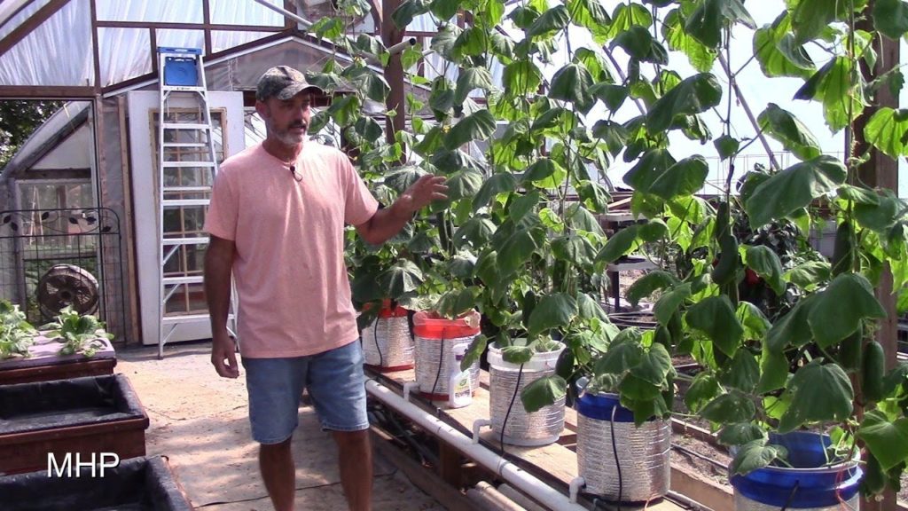 mhpgardener: Dutch Bucket Hydroponics – Growing Cucumbers, Tyria and Iznik Dutch Bucket Hydroponics - Growing Cucumbers, Tyria and Iznik