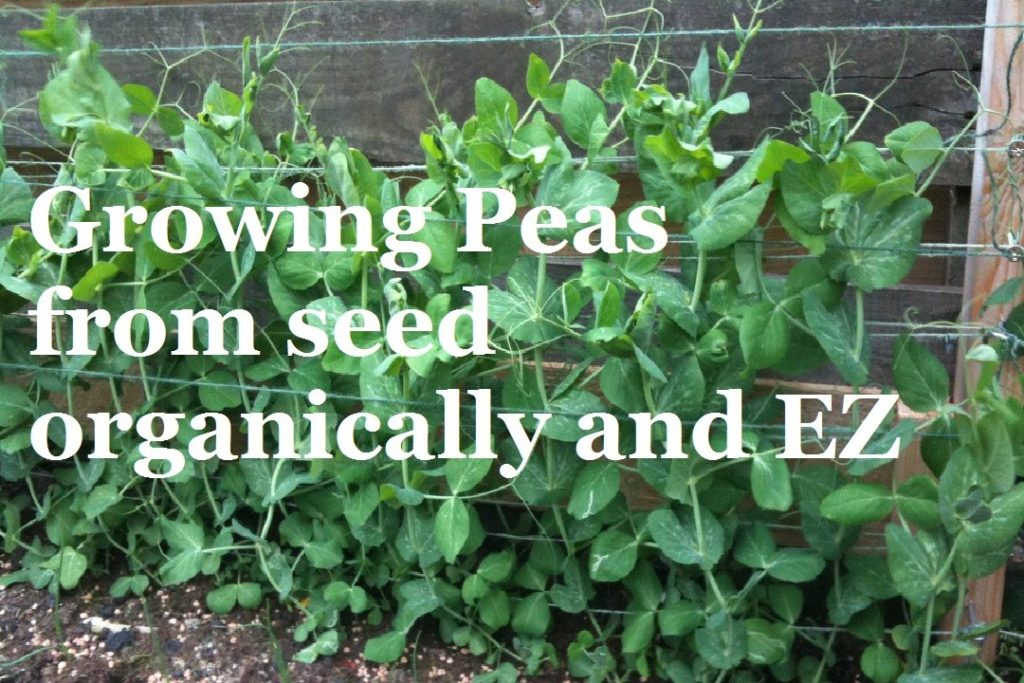 How to Grow Peas from Seed – Organic Vegetable Gardening How to Grow Peas from Seed - Organic Vegetable Gardening