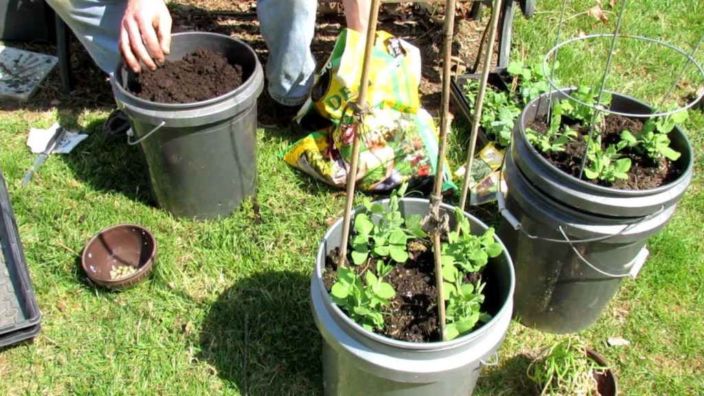 TRG 2012: 1 of 2 How to Plant Peas in 5 Gallon Containers: Spring and Fall