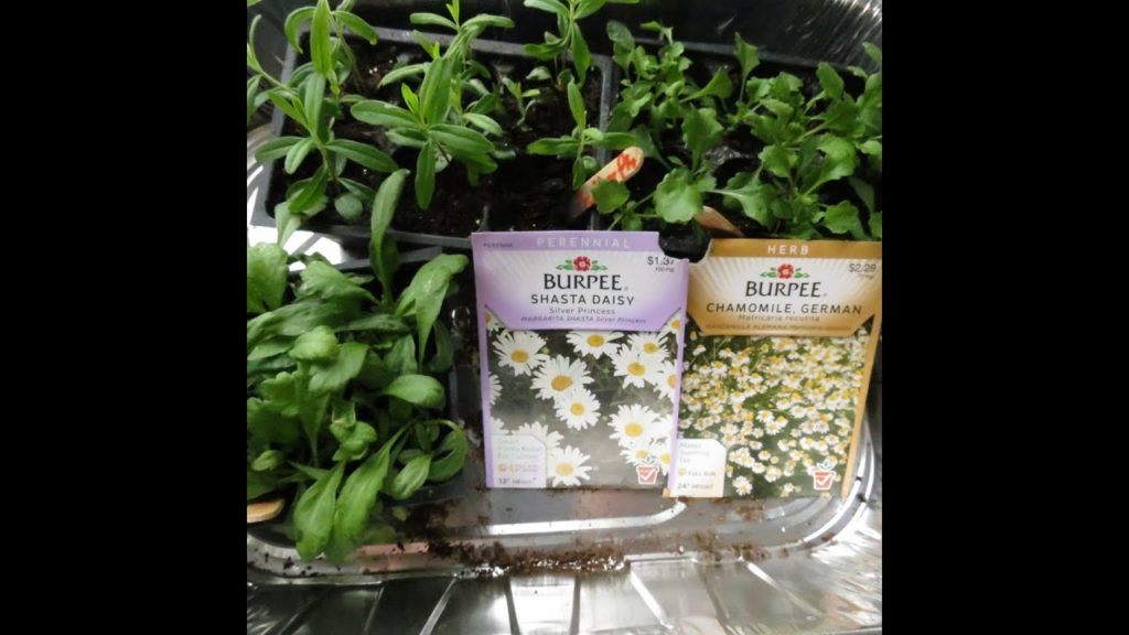 Gary Pilarchik: Garden Flowers: Transplanting Your Chamomile & Shasta Daisies into Cups: They Grew! – MFG 2014 Garden Flowers: Transplanting Your Chamomile & Shasta Daisies into Cups: They Grew! - MFG 2014