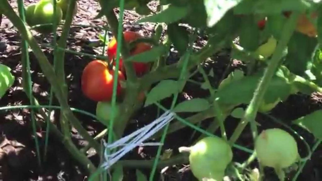 Fixing Tomato Cages