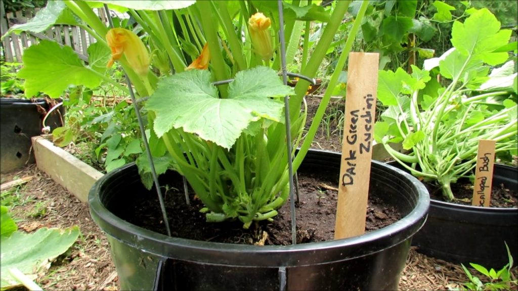 Gary Pilarchik: Zucchini & Squash Growing Tips: Insect Inspection, Pruning, Water Wash, Peppermint Spray & Feeding Zucchini & Squash Growing Tips: Insect Inspection, Pruning, Water Wash, Peppermint Spray & Feeding