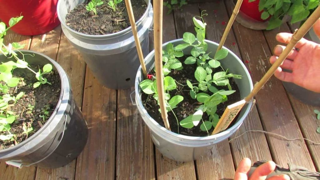 Gary Pilarchik: 2 of 4: Basic Trellising of Your Spring & Fall Container Peas: My 1st Vegetable Garden – MFG 2013 2 of 4: Basic Trellising of Your Spring & Fall Container Peas: My 1st Vegetable Garden - MFG 2013