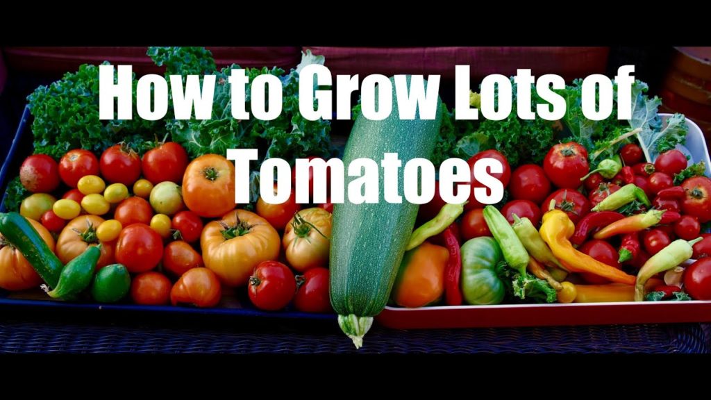 How to Grow Lots of Tomatoes and My Tomato Planting Hole Special Recipe