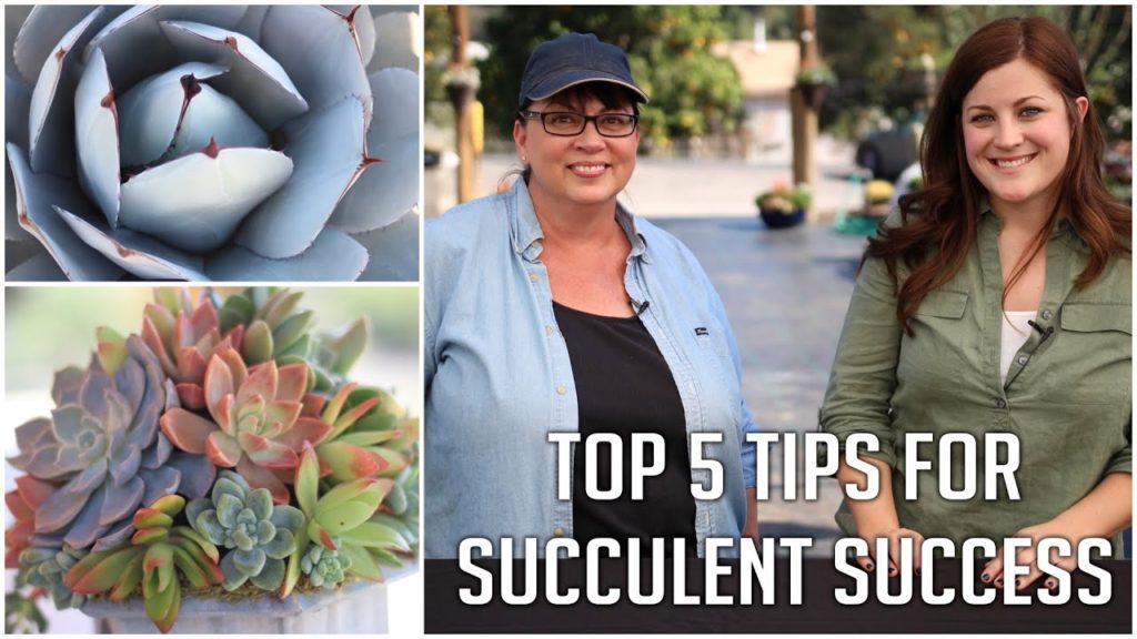 Top 5 Tips for Succulent Success (2015)