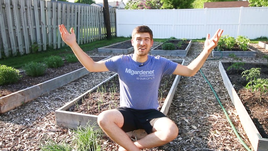 MIgardener: Separating and Planting High Density Seeded Onions Separating and Planting High Density Seeded Onions