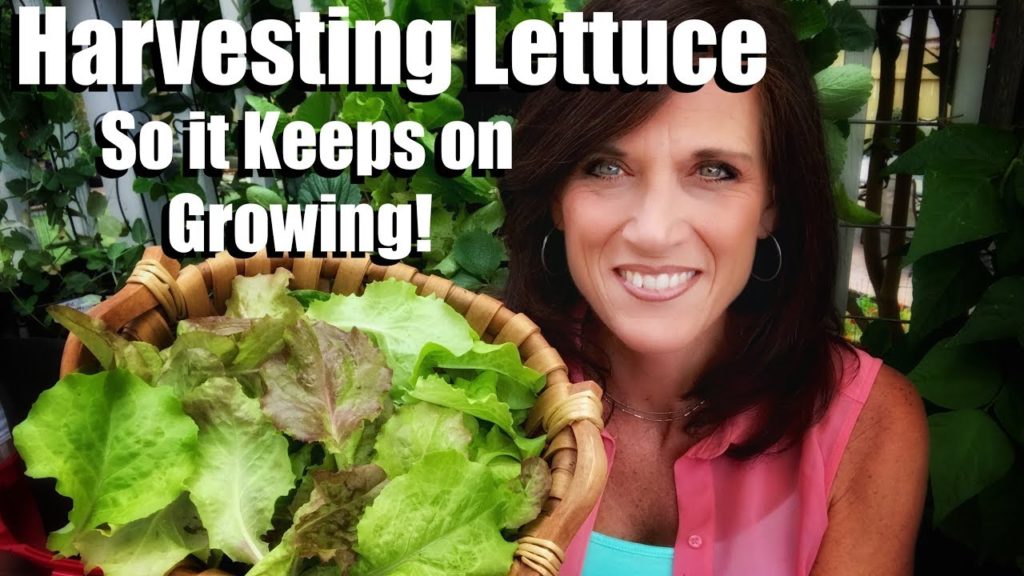CaliKim: How to Harvest Lettuce so it Keeps on Growing & Wash & Store it to Last Longer/Small Space Garden #7 How to Harvest Lettuce so it Keeps on Growing & Wash & Store it to Last Longer/Small Space Garden #7