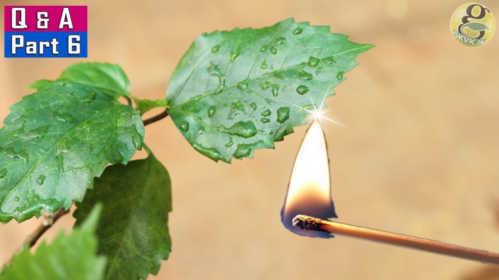 10 NEW GARDENING MYTHS, IDEAS & SCIENTIFIC FACTS 10 NEW GARDENING MYTHS, IDEAS & SCIENTIFIC FACTS