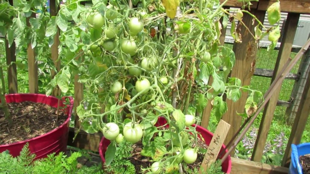 Gary Pilarchik: Determinate Tomatoes: Normal Leaf Die Off and LIfe Cycle: Don't Worry – MFG 2016 Determinate Tomatoes: Normal Leaf Die Off and LIfe Cycle: Don't Worry - MFG 2016