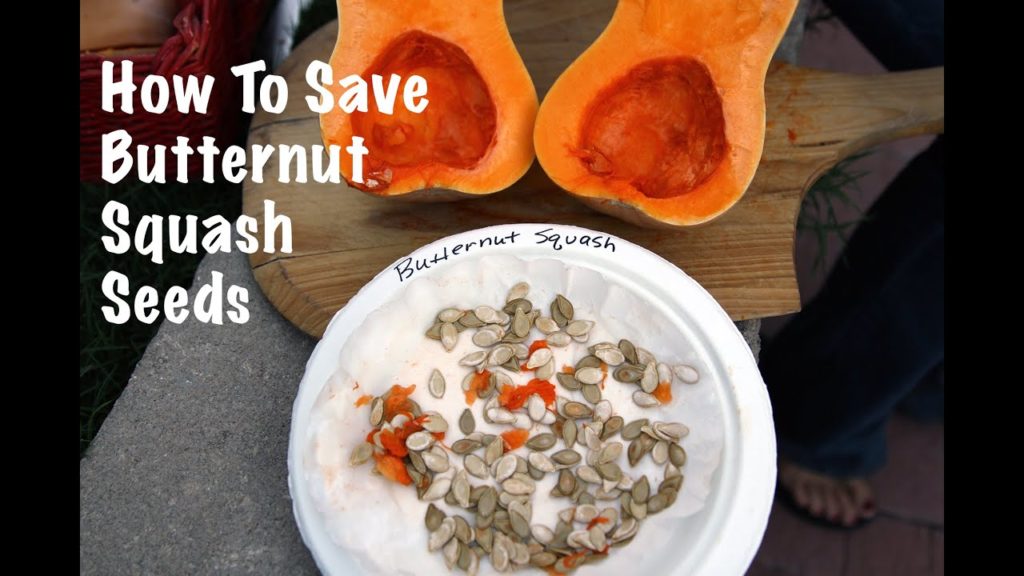 CaliKim: How To Save Butternut Squash Seeds How To Save Butternut Squash Seeds