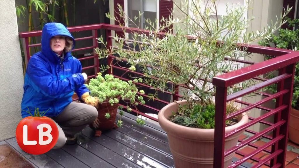 Kaye Kittrell: Rainy Day Planting Tomatoes & Potatoes | Late Bloomer | Episode 4 Rainy Day Planting Tomatoes & Potatoes | Late Bloomer | Episode 4