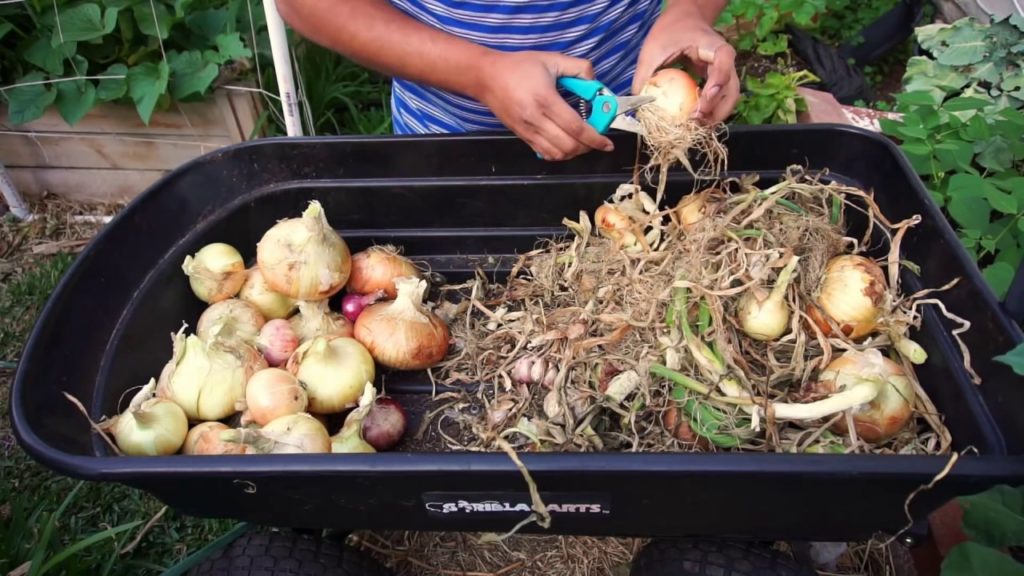 Growing Big Bulb Onions - From Seed to Harvest - Curing & Storing