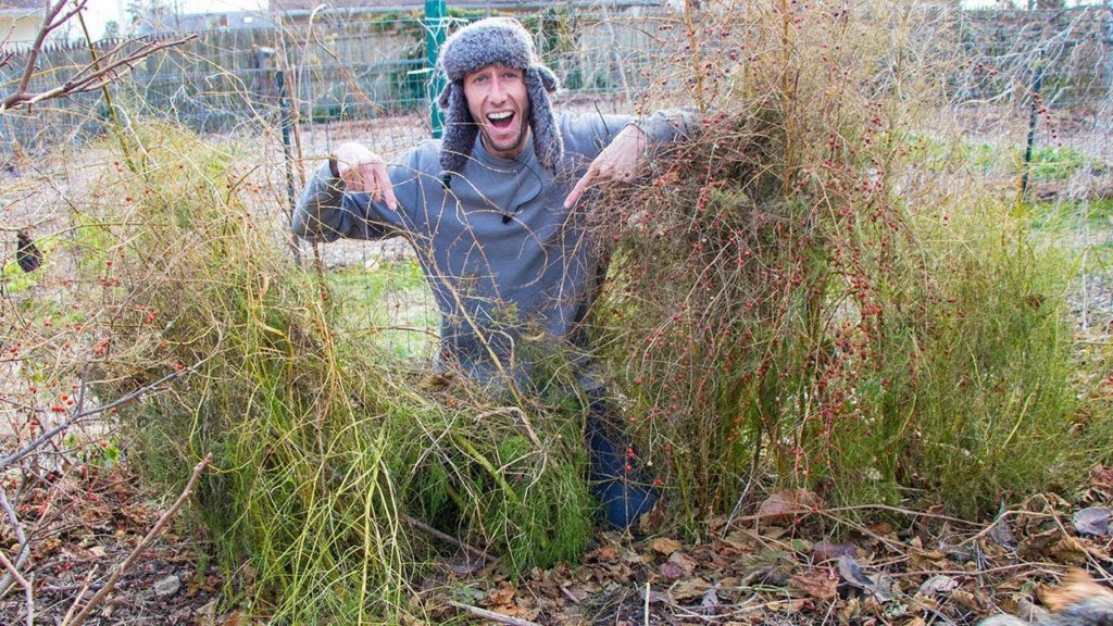 James Prigioni: Do This For A Bigger Asparagus Harvest! Do This For A Bigger Asparagus Harvest!