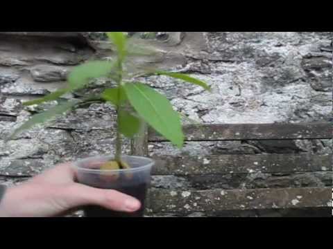 Huw Richards: How to Prune an Avocado seedling How to Prune an Avocado seedling