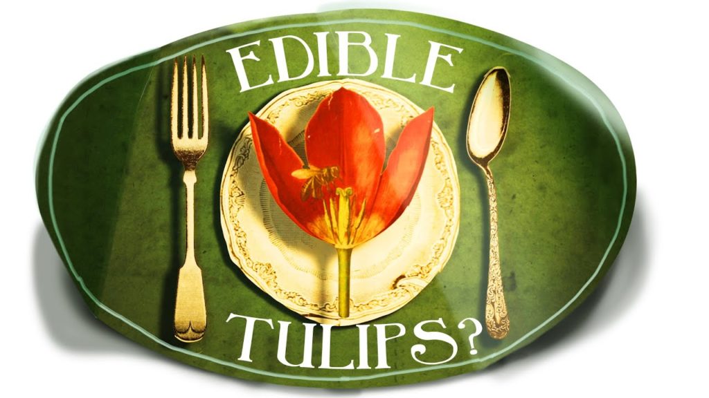 Tulips are edible? Weird Tulip Facts