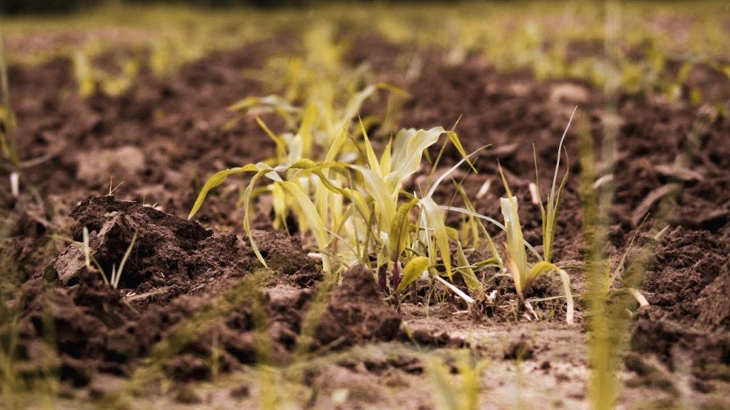 Epic Gardening: 5 Easy Ways To Build Soil Health For FREE π± π 5 Easy Ways To Build Soil Health For FREE π± π