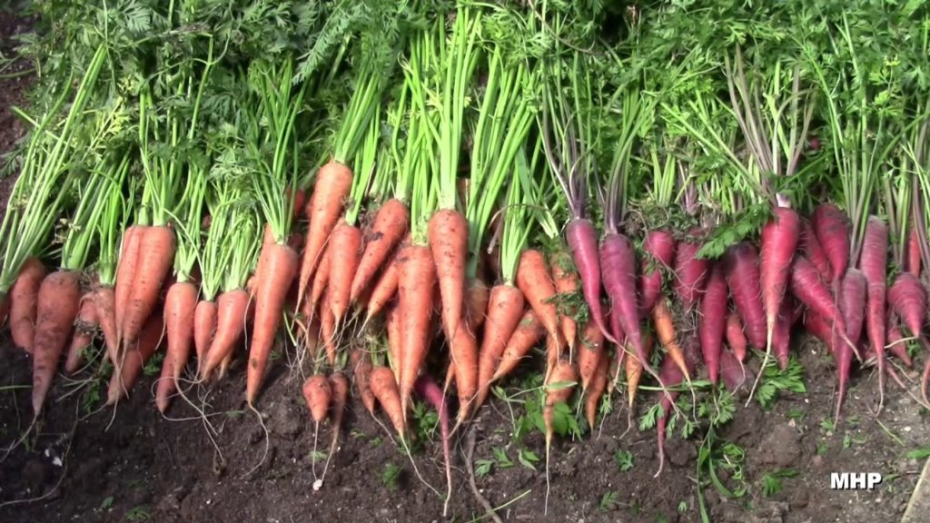 Greenhouse Carrots - Purple & Orange