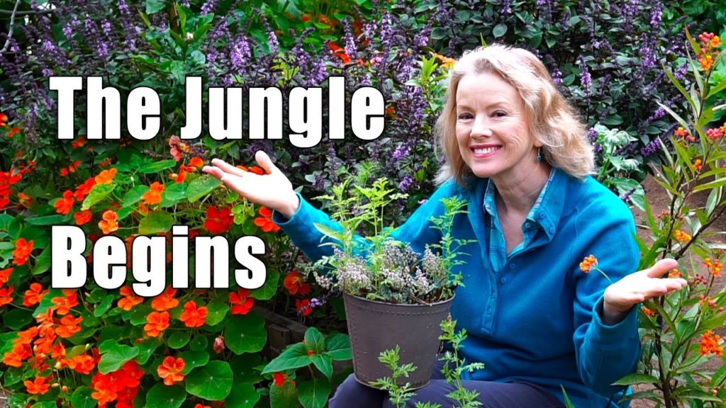 Thursday Garden Workday | Transplanting Tomatoes, Sweet Annie, Peppers