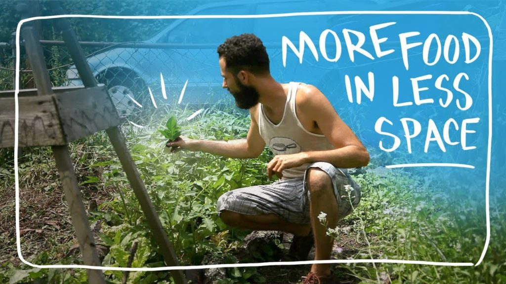 Siloé Oliveira: Grow More Food in Less Space – Intercropping – How to Grow Tomatoes Part 2 Grow More Food in Less Space - Intercropping - How to Grow Tomatoes Part 2