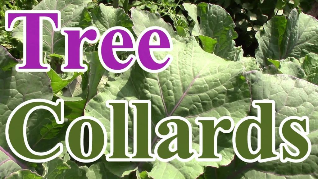 One Yard Revolution: Not in Your Grocery Store #2: Tree Collards (Preserving Food Biodiversity) Not in Your Grocery Store #2: Tree Collards (Preserving Food Biodiversity)