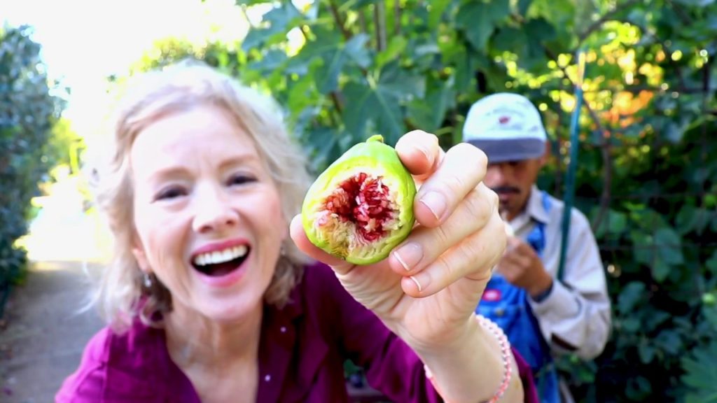 NEVER BUY SUGAR AGAIN! | Sugarcane Harvest, FIGS! HUGE Garden Workday