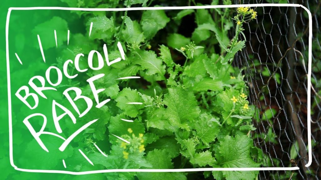 Growing and Enjoying Broccoli Rabe from Seed - Broccoli Raab - Rapini