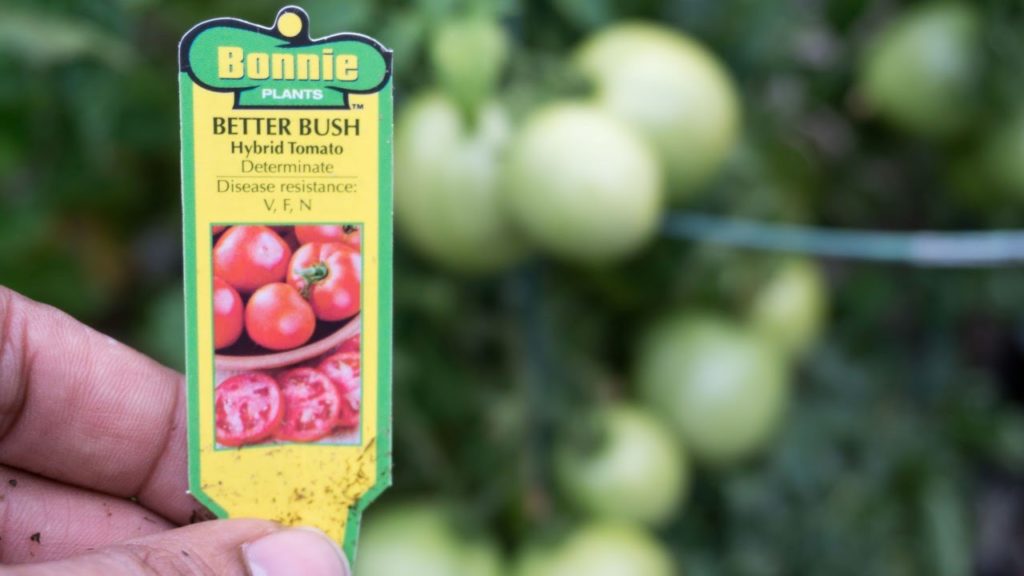 California Gardening: Best Container Tomatoes – Better Bush & Container's Choice! Best Container Tomatoes - Better Bush & Container's Choice!