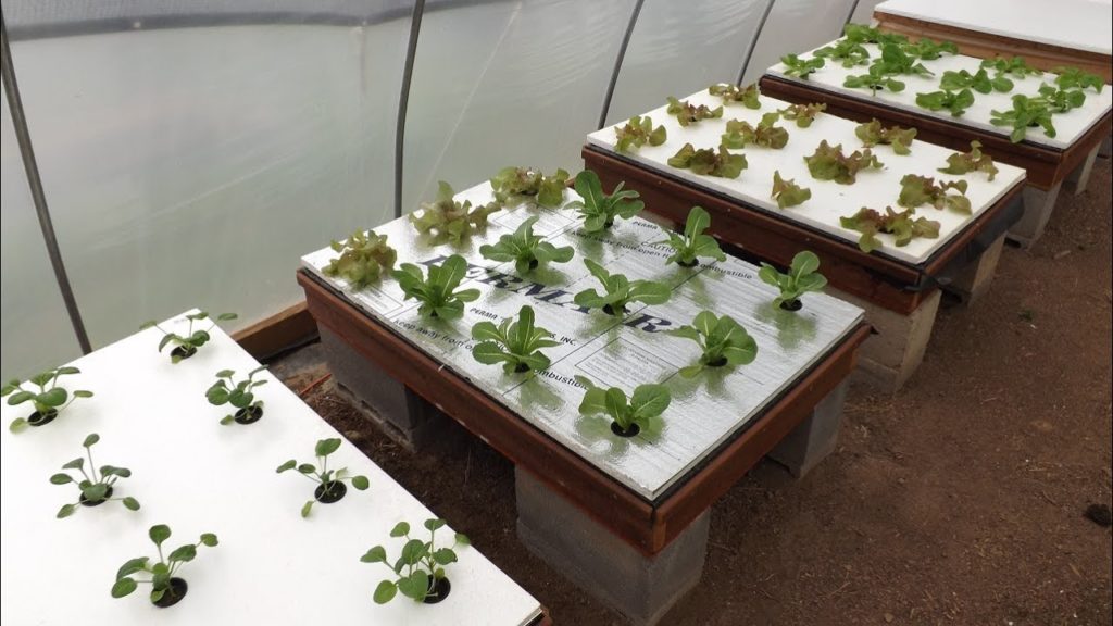 mhpgardener: Fall Garden : Hydroponics and Raised Beds Fall Garden : Hydroponics and Raised Beds