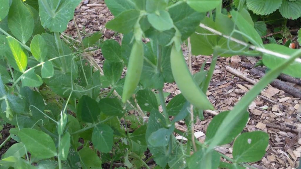 Peas, Nitrogen Fixation, and Succession Planting