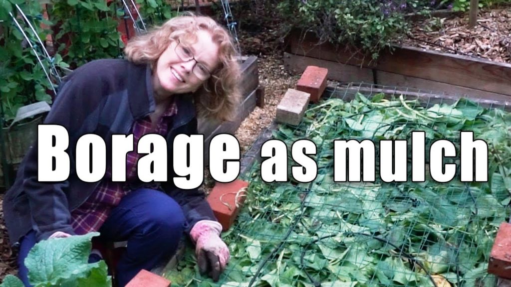 Raised Bed Reboot | Borage Mulch | Los Angeles Urban Garden