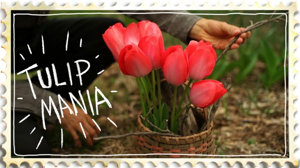 Siloé Oliveira: Growing Tulips, How a Cut Flower Collapsed the Economy Growing Tulips, How a Cut Flower Collapsed the Economy