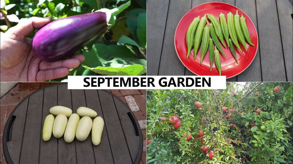 California Gardening: The California Garden In September – Harvests & Fall Planting Guide The California Garden In September - Harvests & Fall Planting Guide