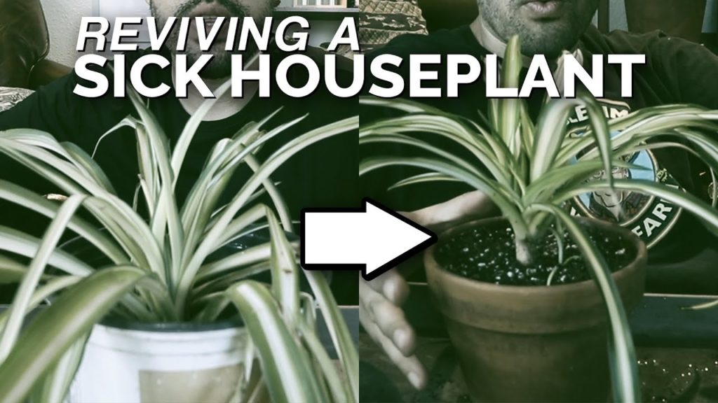 Epic Gardening: House Plant Rescue: Saving a Spider Plant From Death 🕷️🌱 House Plant Rescue: Saving a Spider Plant From Death 🕷️🌱