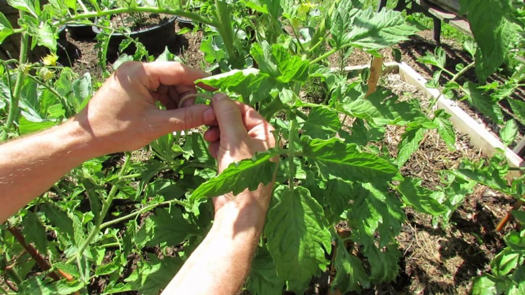 A Mistake to Avoid When Tying Tomatoes to Stakes: Don't Strangle - MFG 2014
