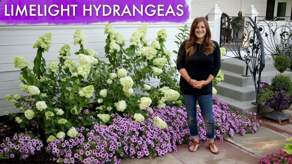 Garden Answer: Limelight Hydrangeas // 1 Year Update // Garden Answer Limelight Hydrangeas // 1 Year Update // Garden Answer