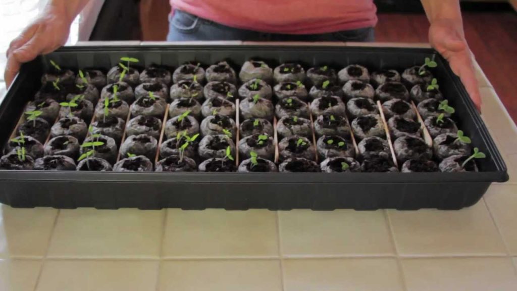 Starting Seeds Indoors with Kim Part 2 of 5