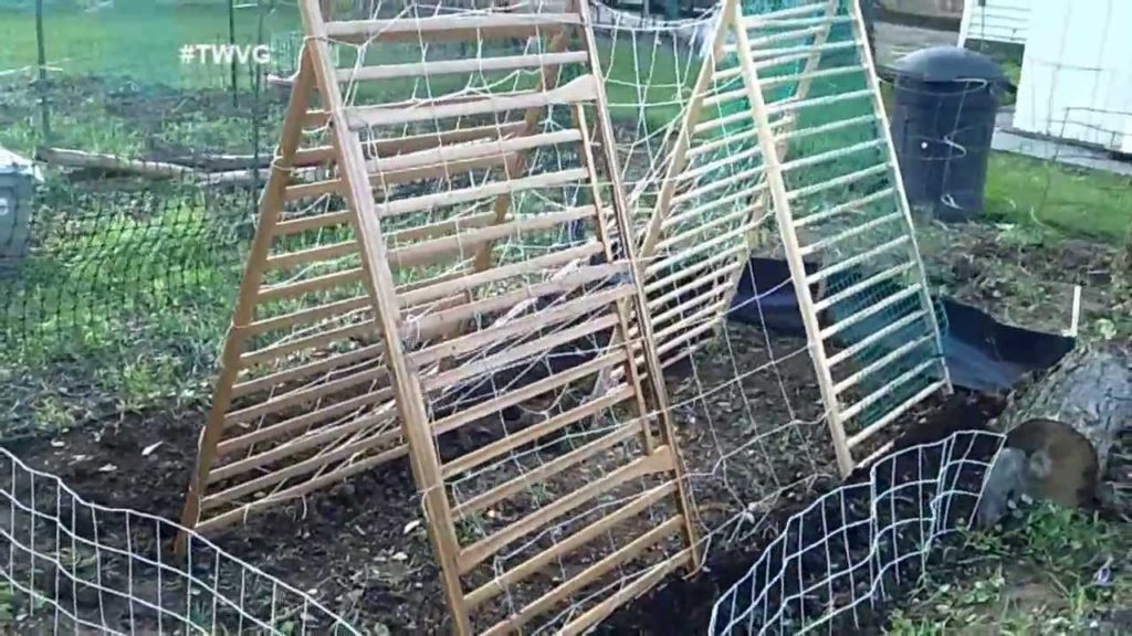 Planting Cucumbers in Any Size Garden  - The Wisconsin Vegetable Gardener Extra 52