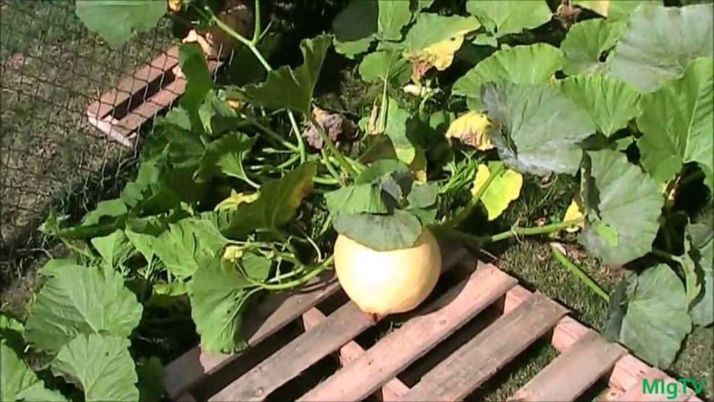 MIgardener: Simple Tip For Growing Bigger Pumpkins Simple Tip For Growing Bigger Pumpkins