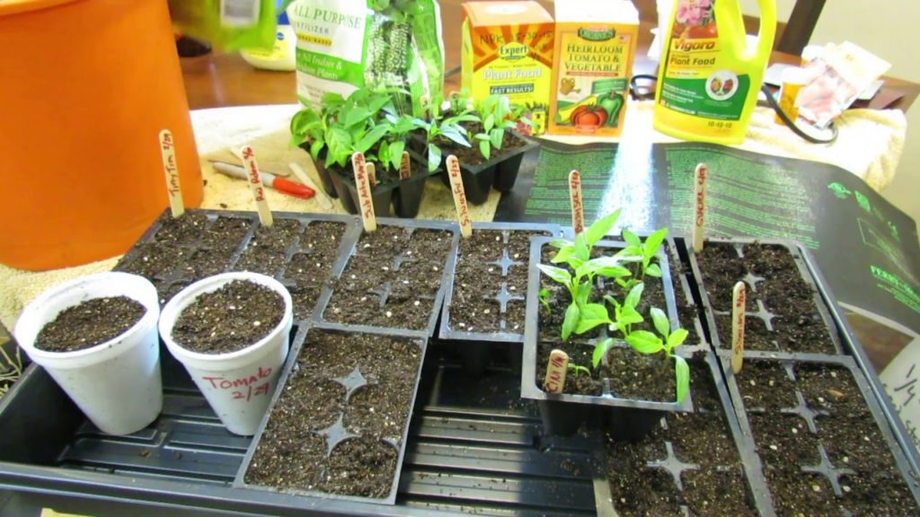 Gary Pilarchik: (1 of 9) Growing Tomatoes & Peppers: When to Seed Start, Starting Mix, Light, Watering & Feeding (1 of 9) Growing Tomatoes & Peppers: When to Seed Start, Starting Mix, Light, Watering & Feeding