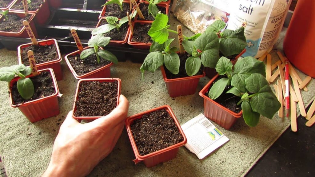 How and When to Seed Start Cucumbers Indoors: Warm Weather - The Rusted Garden 2014