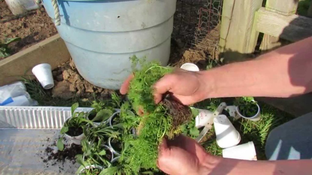 Splitting Daisy, Parsley and Chamomile Transplants: Save Money! - MFG 2014