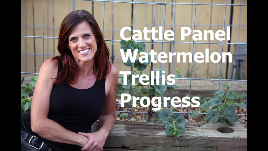 Cattle Panel Vertical Watermelon Trellis Progress and Care Tips