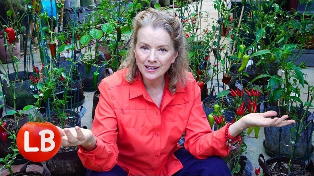 Growing PEPPERS COMPLETE Start to Finish | Part 1| Issues | Vlog